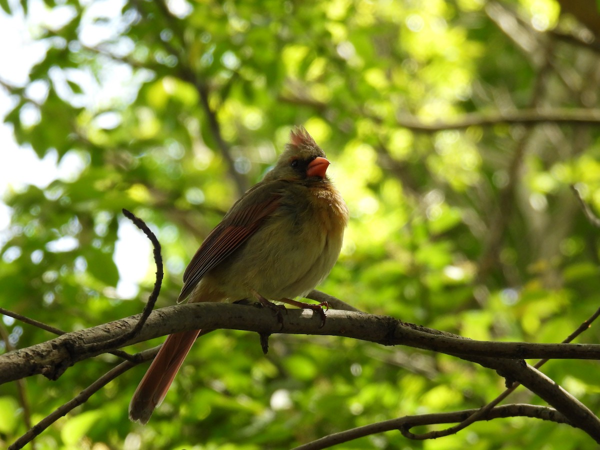 Northern Cardinal - ML636563209