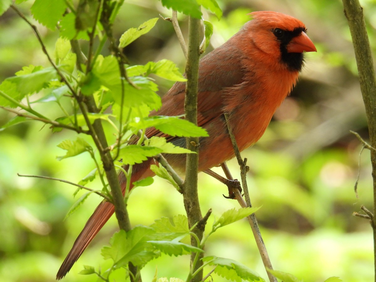 Northern Cardinal - ML636563210