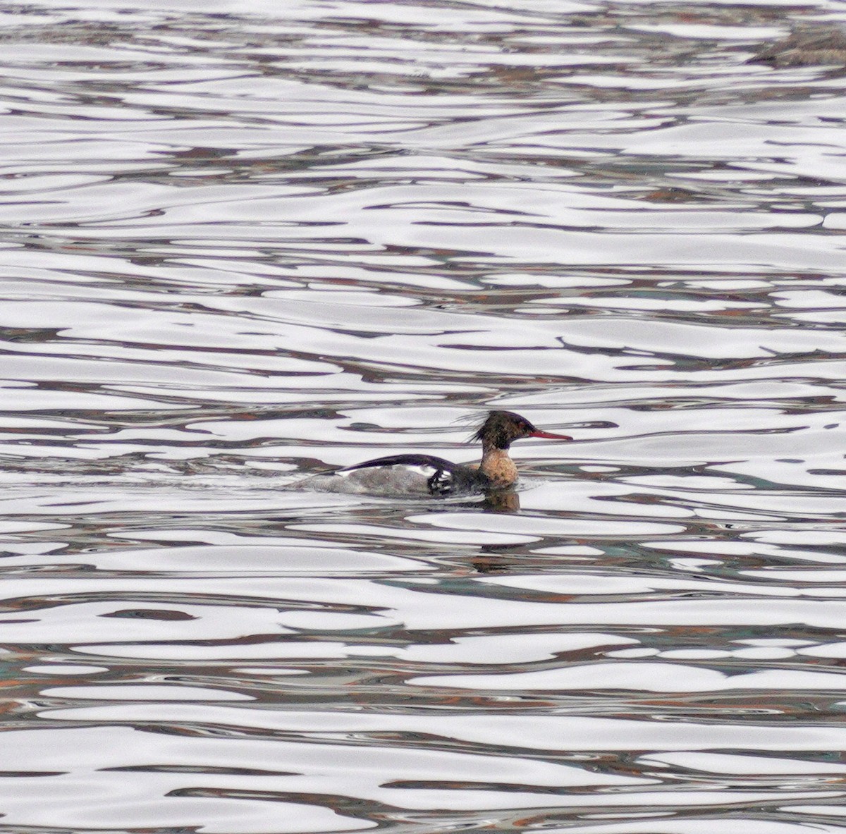 Red-breasted Merganser - ML636563234