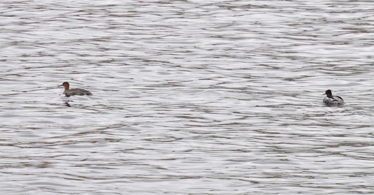 Red-breasted Merganser - ML636563235