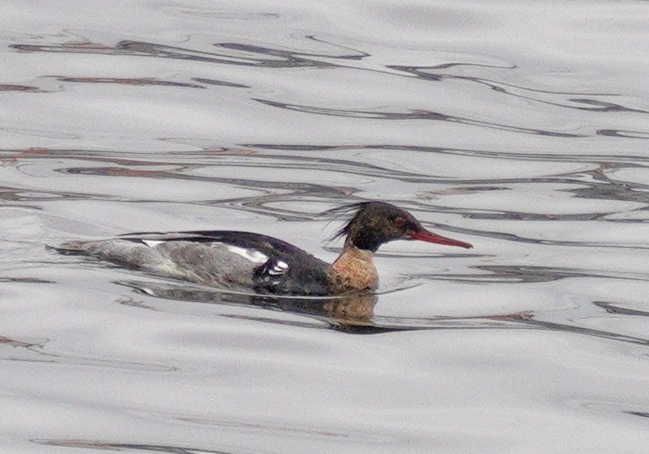 Red-breasted Merganser - ML636563274