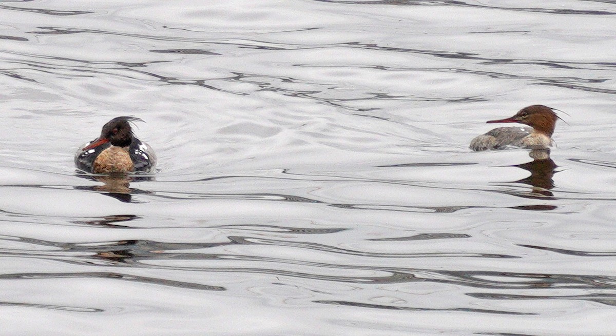 Red-breasted Merganser - ML636563275