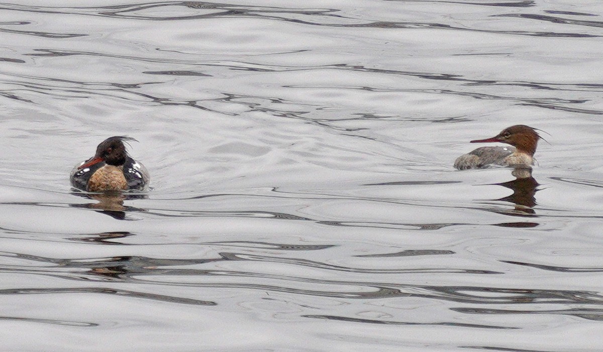 Red-breasted Merganser - ML636563276