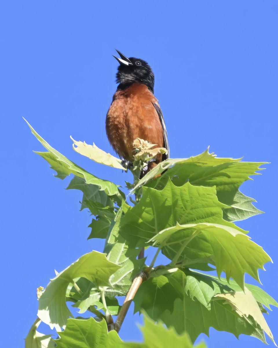 Orchard Oriole - ML636563278
