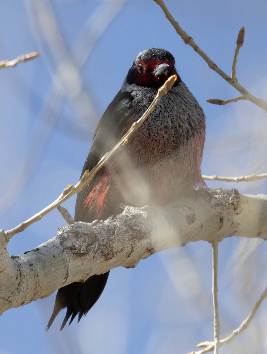 Lewis's Woodpecker - ML636563300