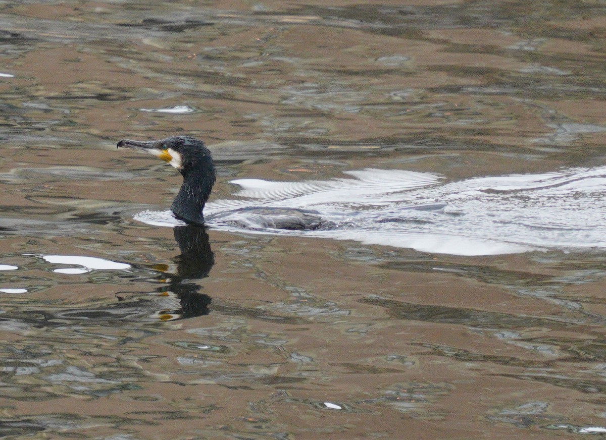 Great Cormorant - ML636563322