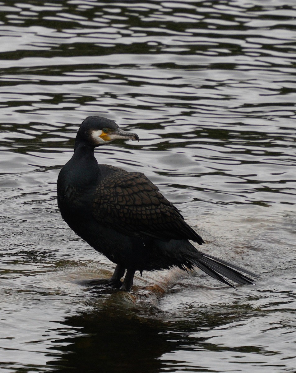 Great Cormorant - ML636563323