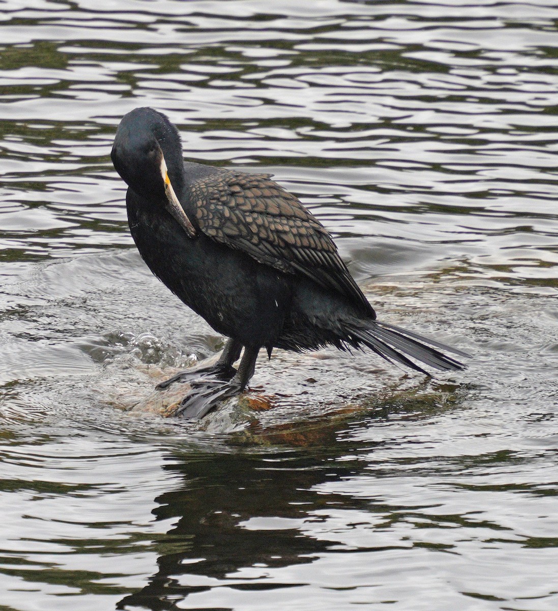 Great Cormorant - ML636563324
