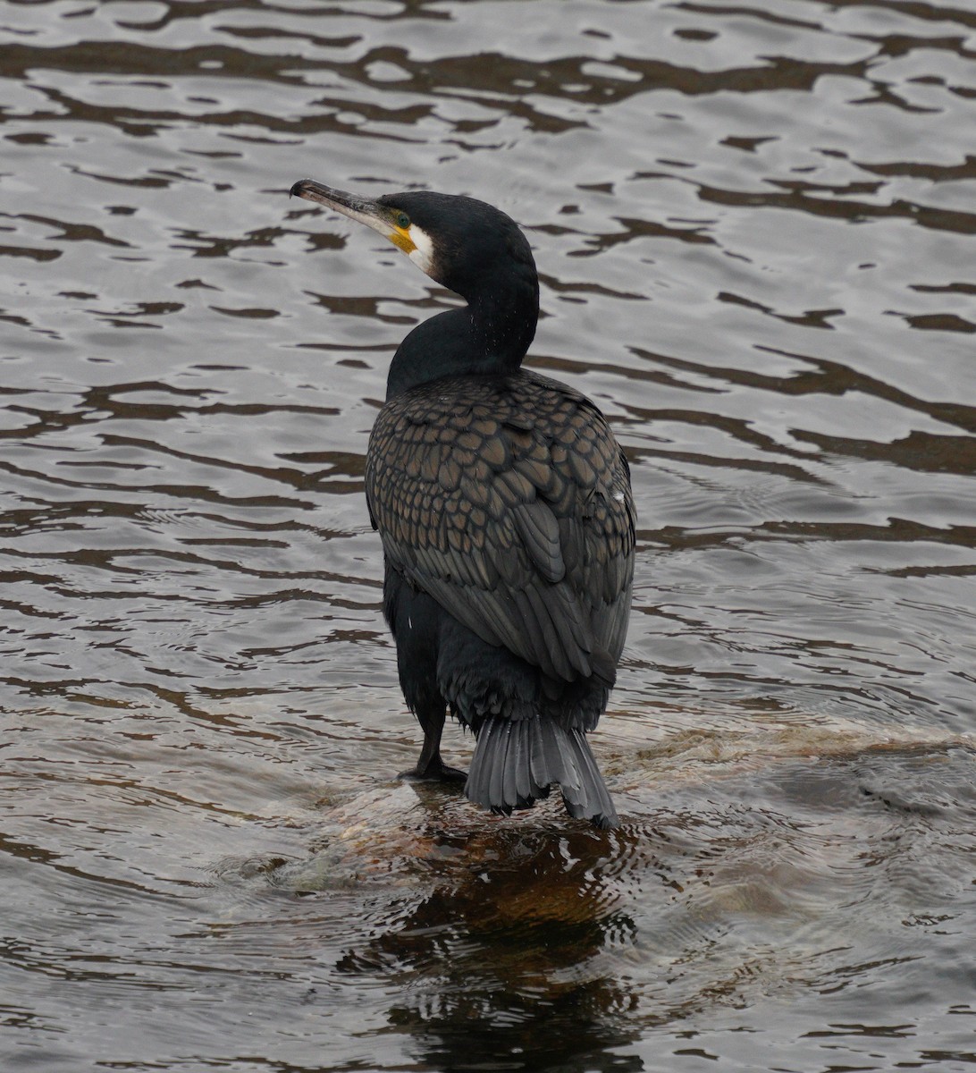 Great Cormorant - ML636563325