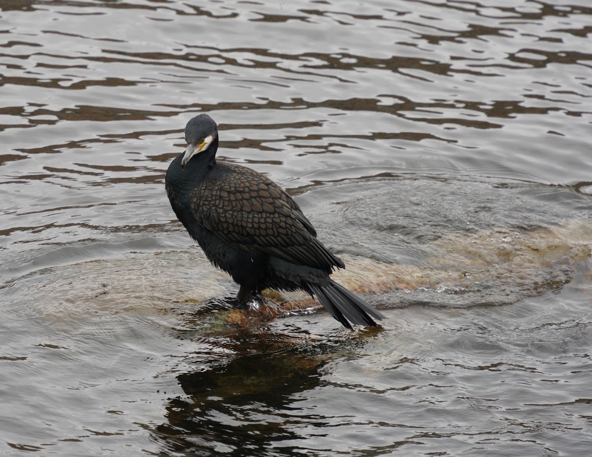 Great Cormorant - ML636563326