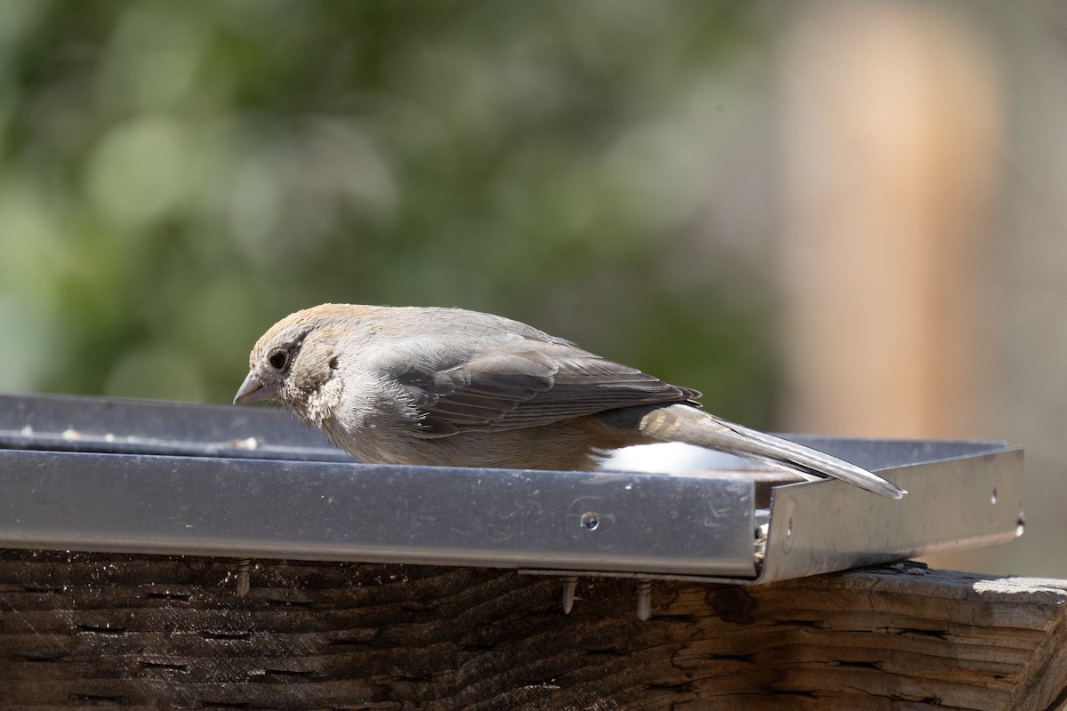 Canyon Towhee - ML636563339