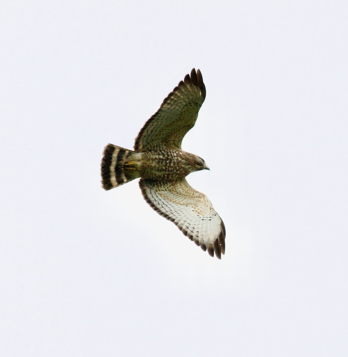 Broad-winged Hawk - ML636563560