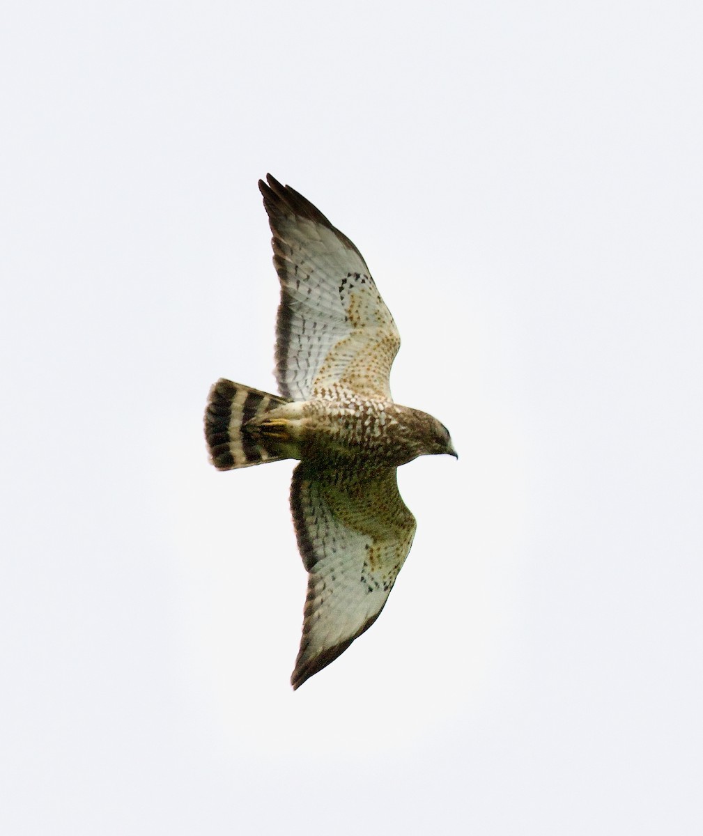 Broad-winged Hawk - ML636563567