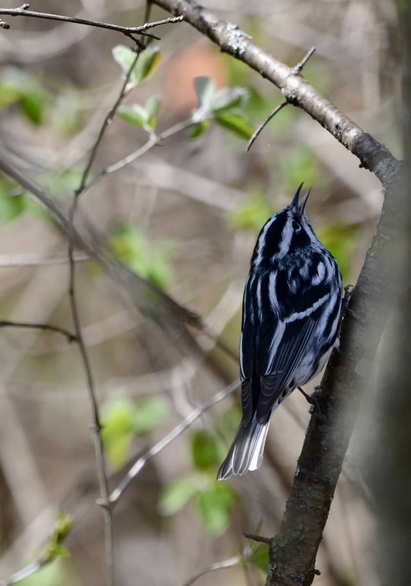 Пісняр строкатий - ML636563633