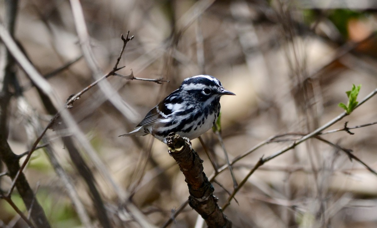 Пісняр строкатий - ML636563634