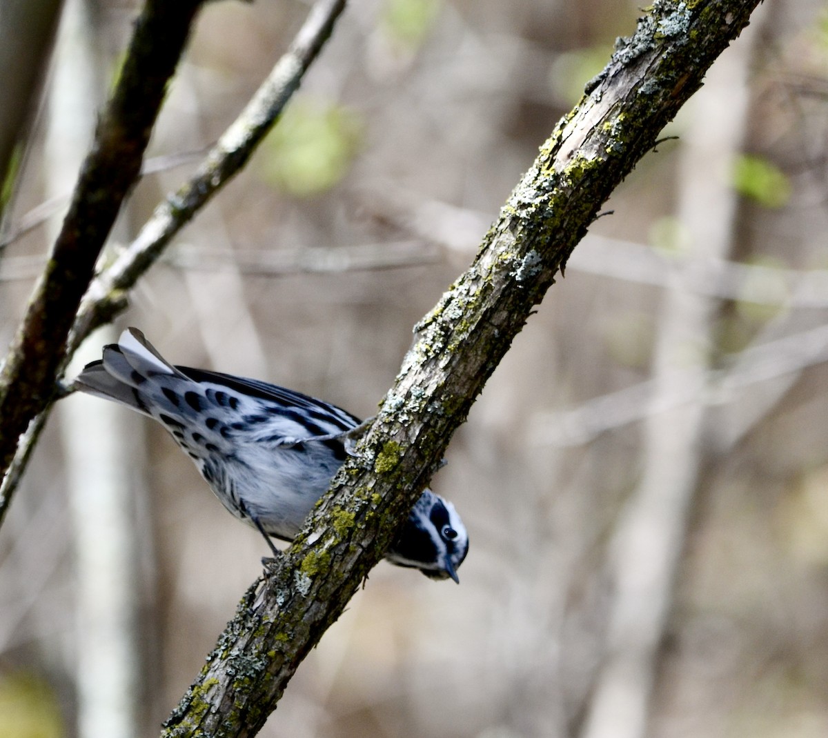 Пісняр строкатий - ML636563635