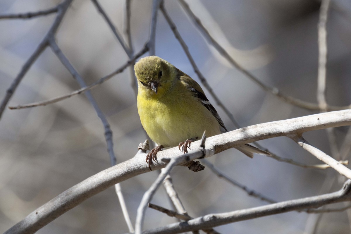 American Goldfinch - ML636563646
