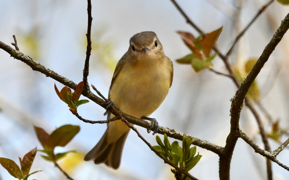 Eastern Warbling Vireo - ML636563648