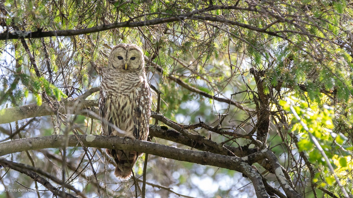 Barred Owl - ML636563706