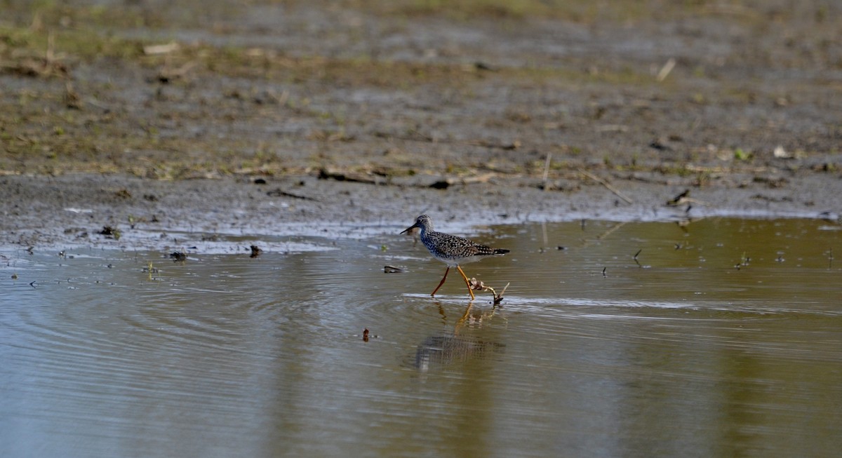 Коловодник жовтоногий - ML636563714