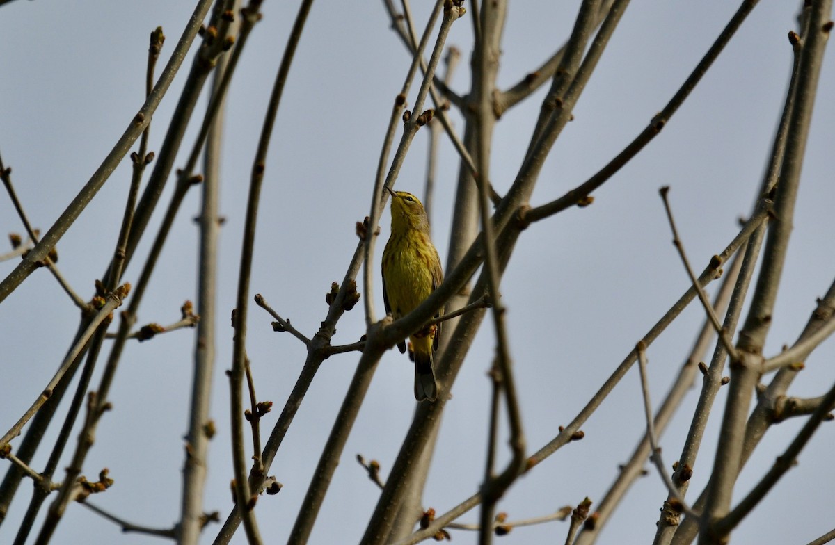 Пісняр-лісовик рудоголовий - ML636563816