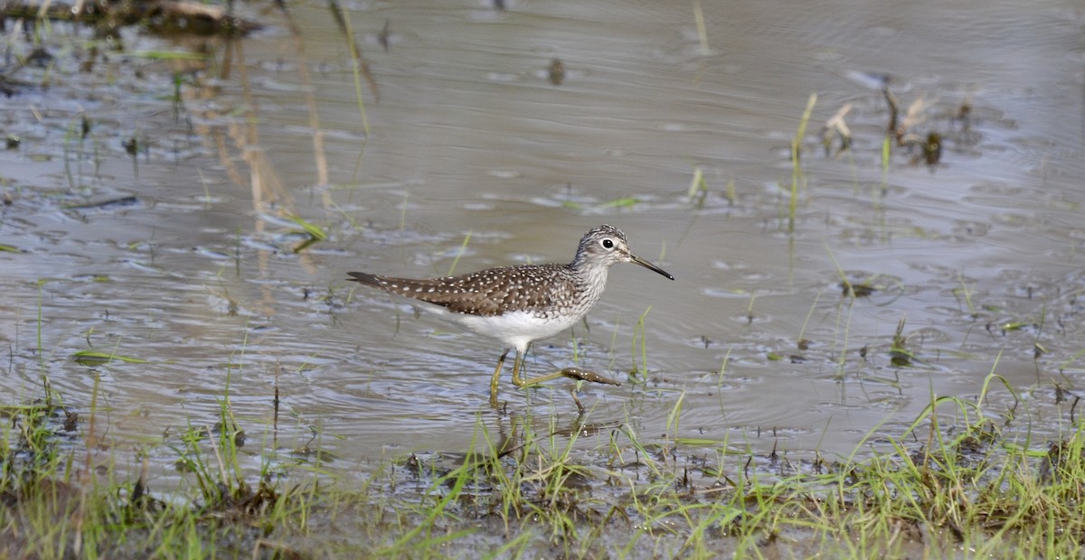 Коловодник малий - ML636563858
