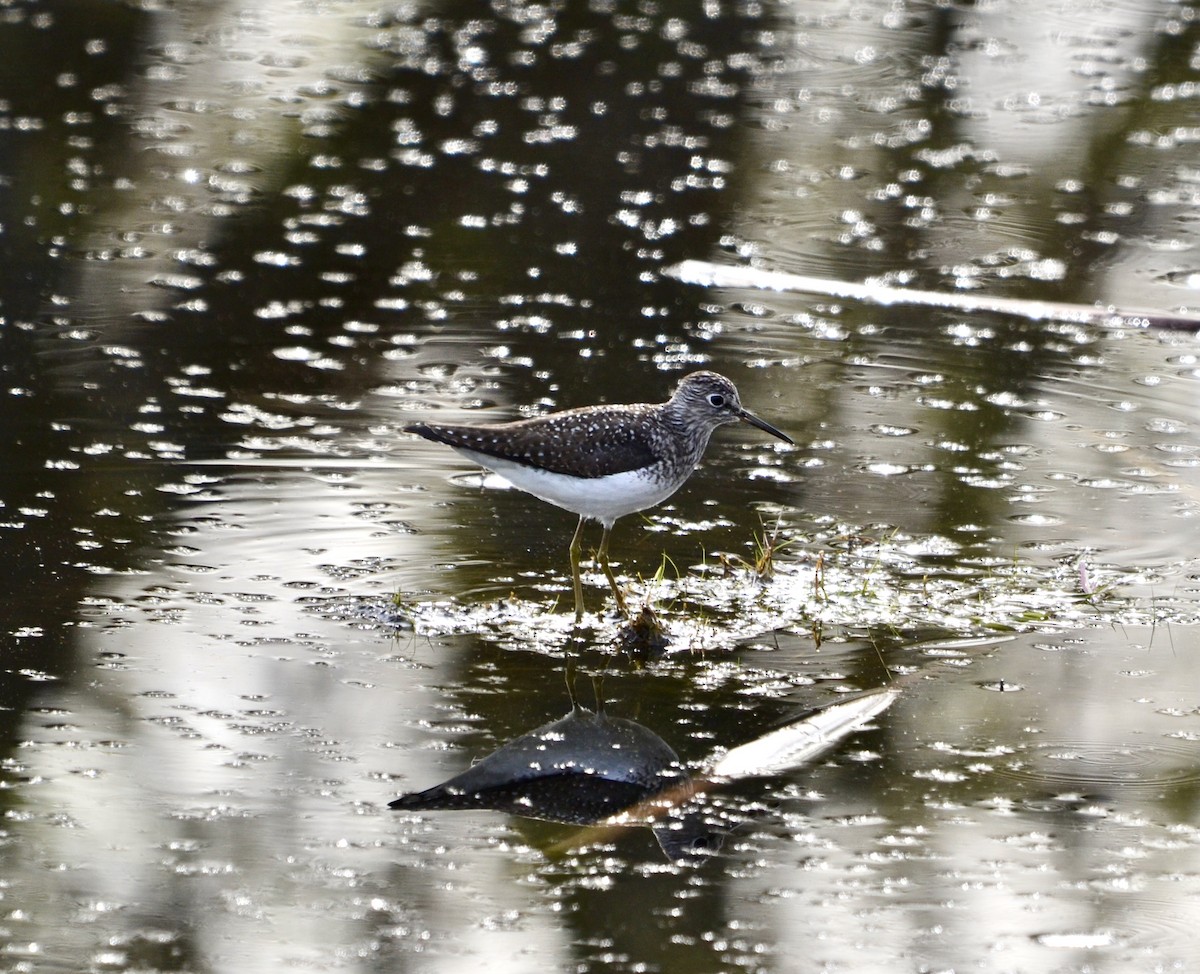 Коловодник малий - ML636563859