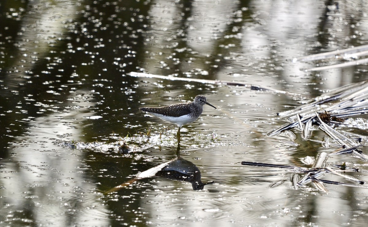 Коловодник малий - ML636563861