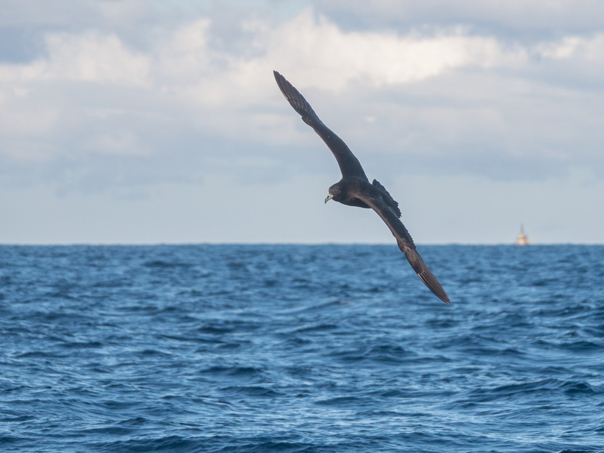 Parkinson's Petrel - ML636563958