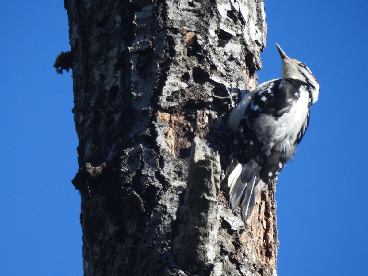 Hairy Woodpecker - ML636563979