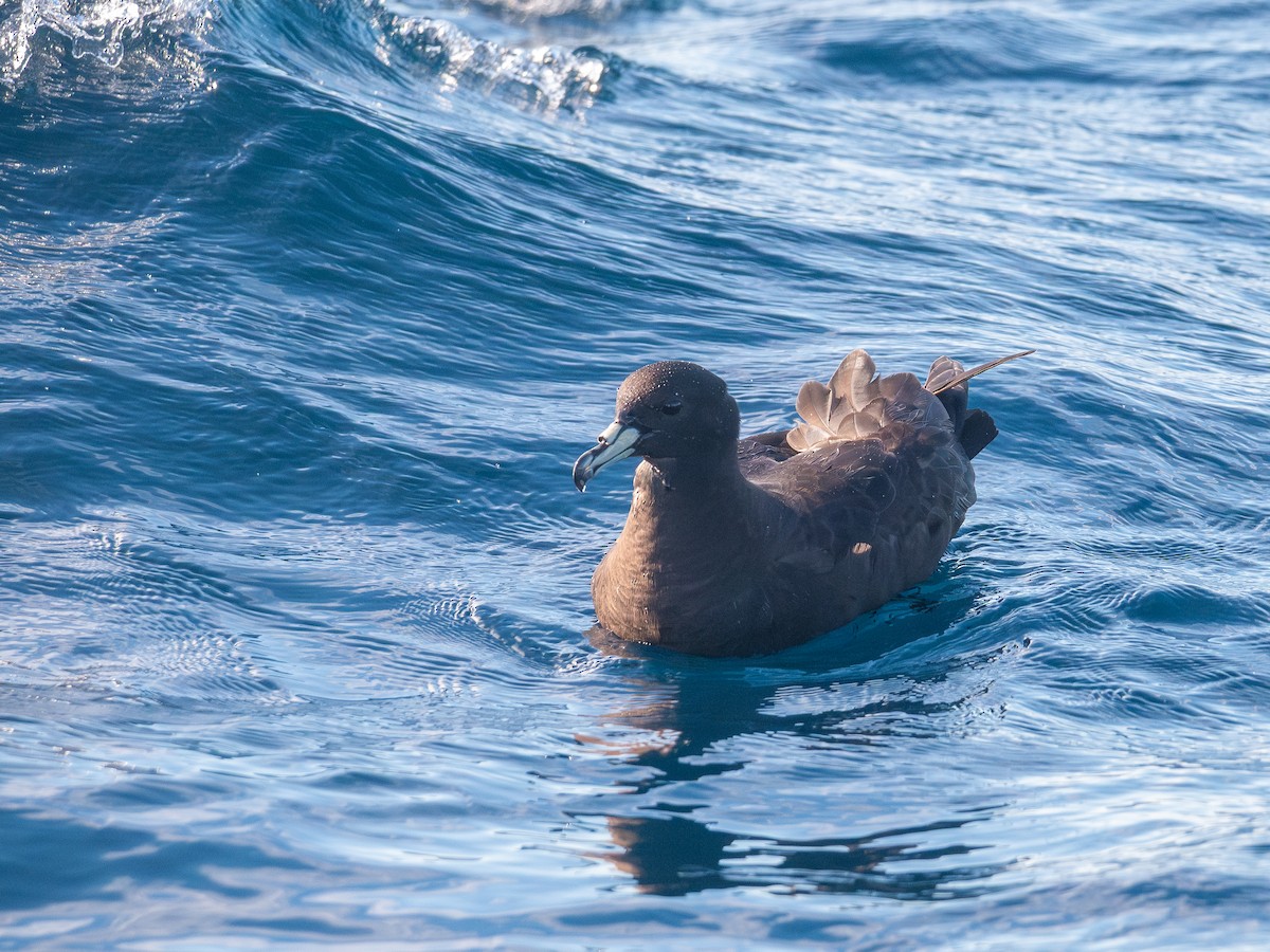 Parkinson's Petrel - ML636564000