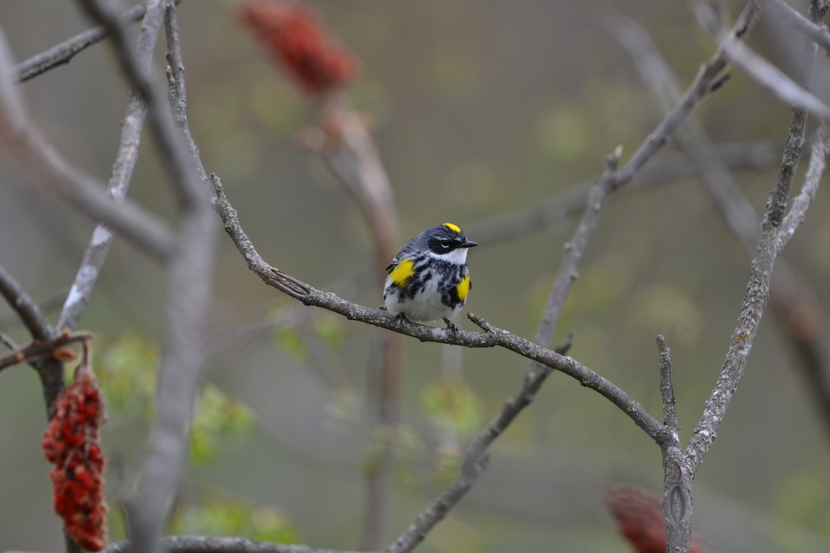 Пісняр-лісовик жовтогузий - ML636564012
