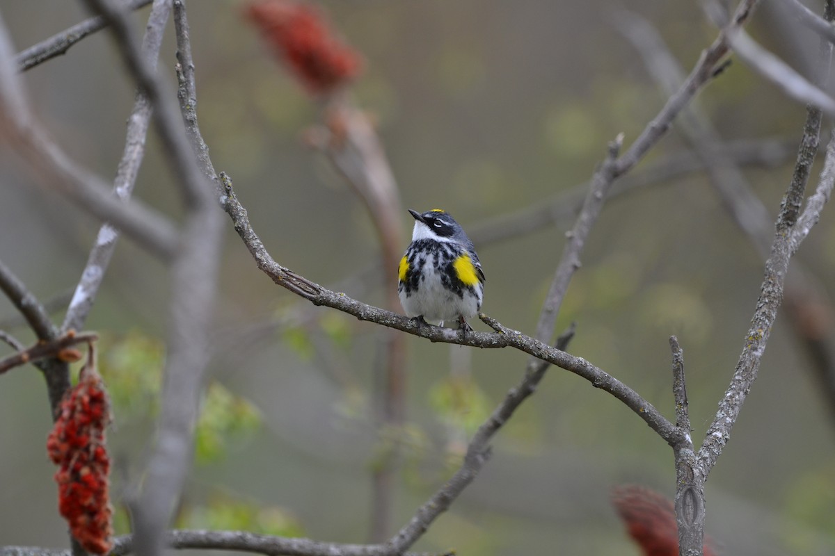 Пісняр-лісовик жовтогузий - ML636564013