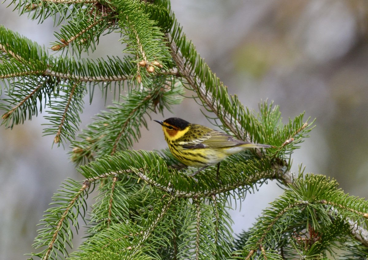 Пісняр-лісовик рудощокий - ML636564043