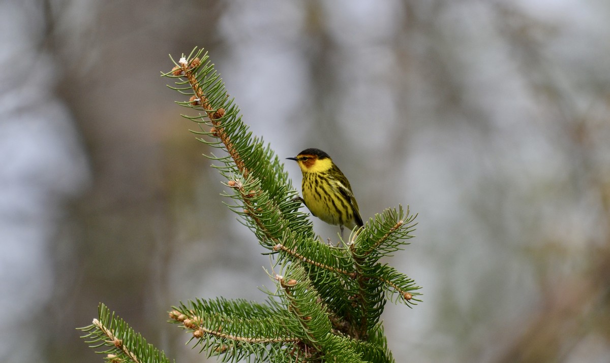 Пісняр-лісовик рудощокий - ML636564044