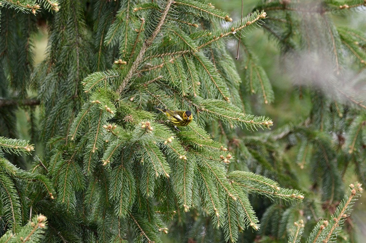 Пісняр-лісовик рудощокий - ML636564045