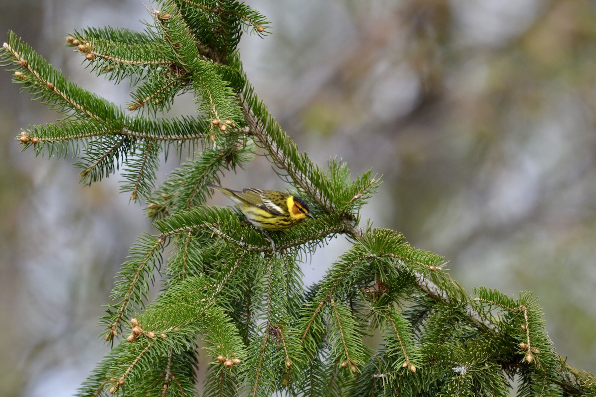Пісняр-лісовик рудощокий - ML636564046