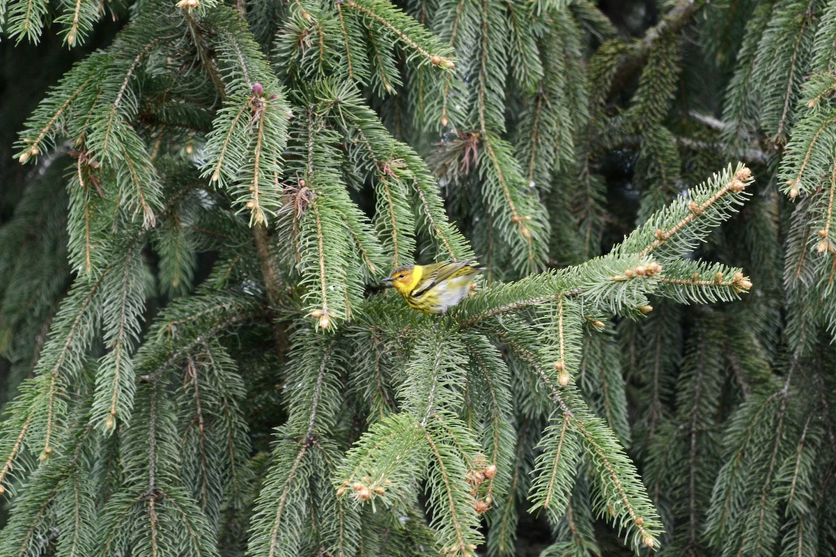 Пісняр-лісовик рудощокий - ML636564047