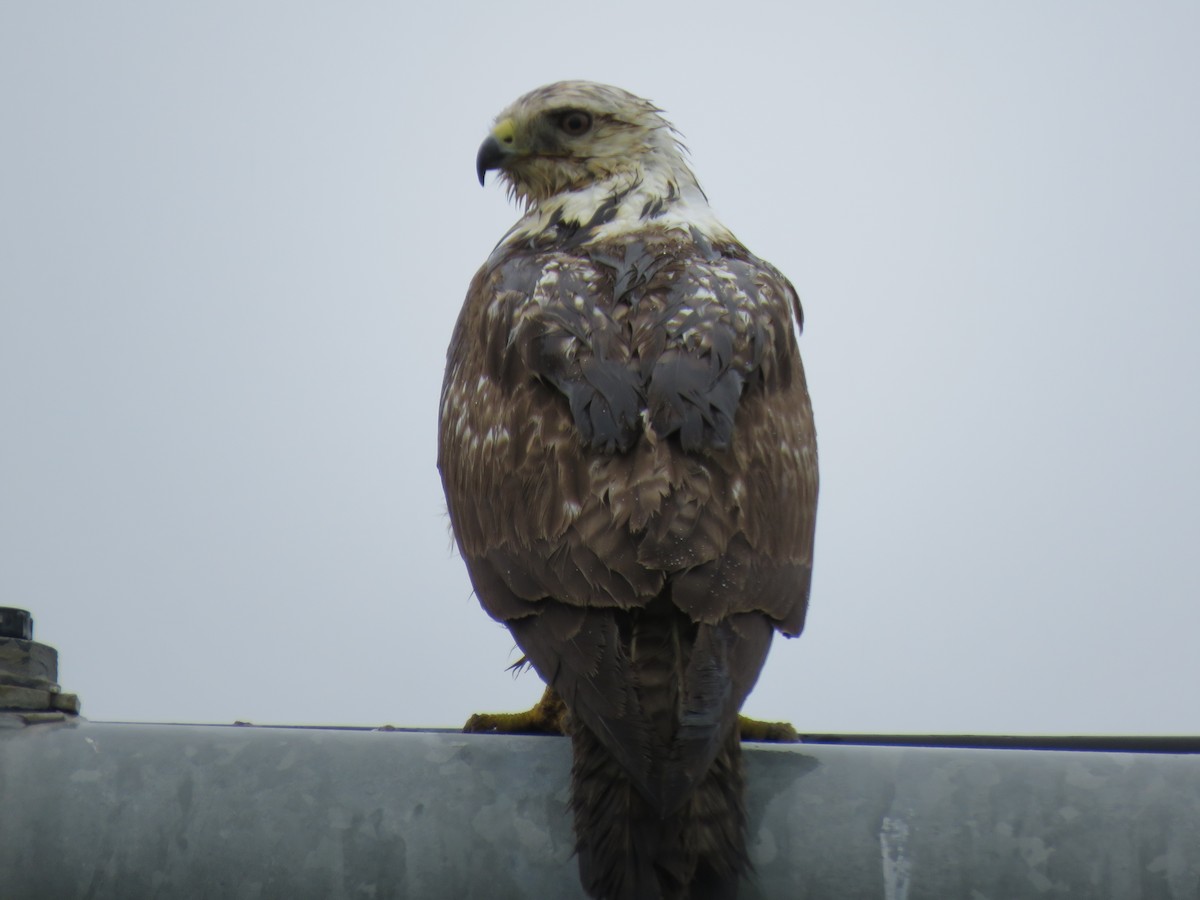 Swainson's Hawk - ML636564079