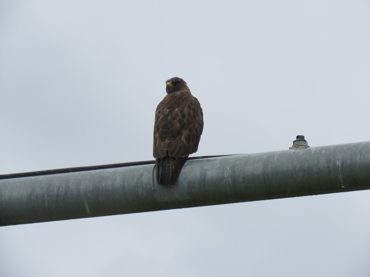 Swainson's Hawk - ML636564080