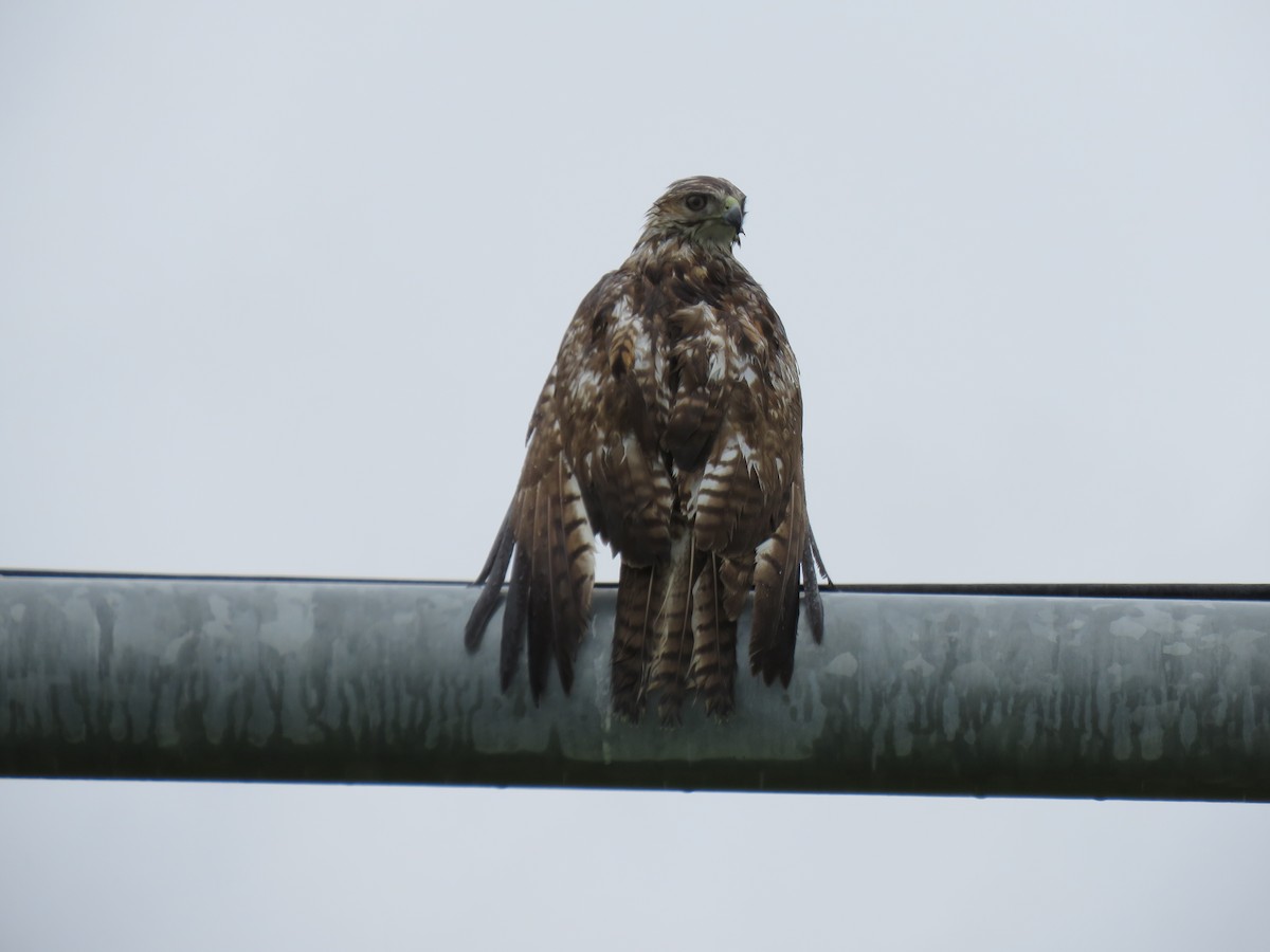 Red-tailed Hawk - ML636564085