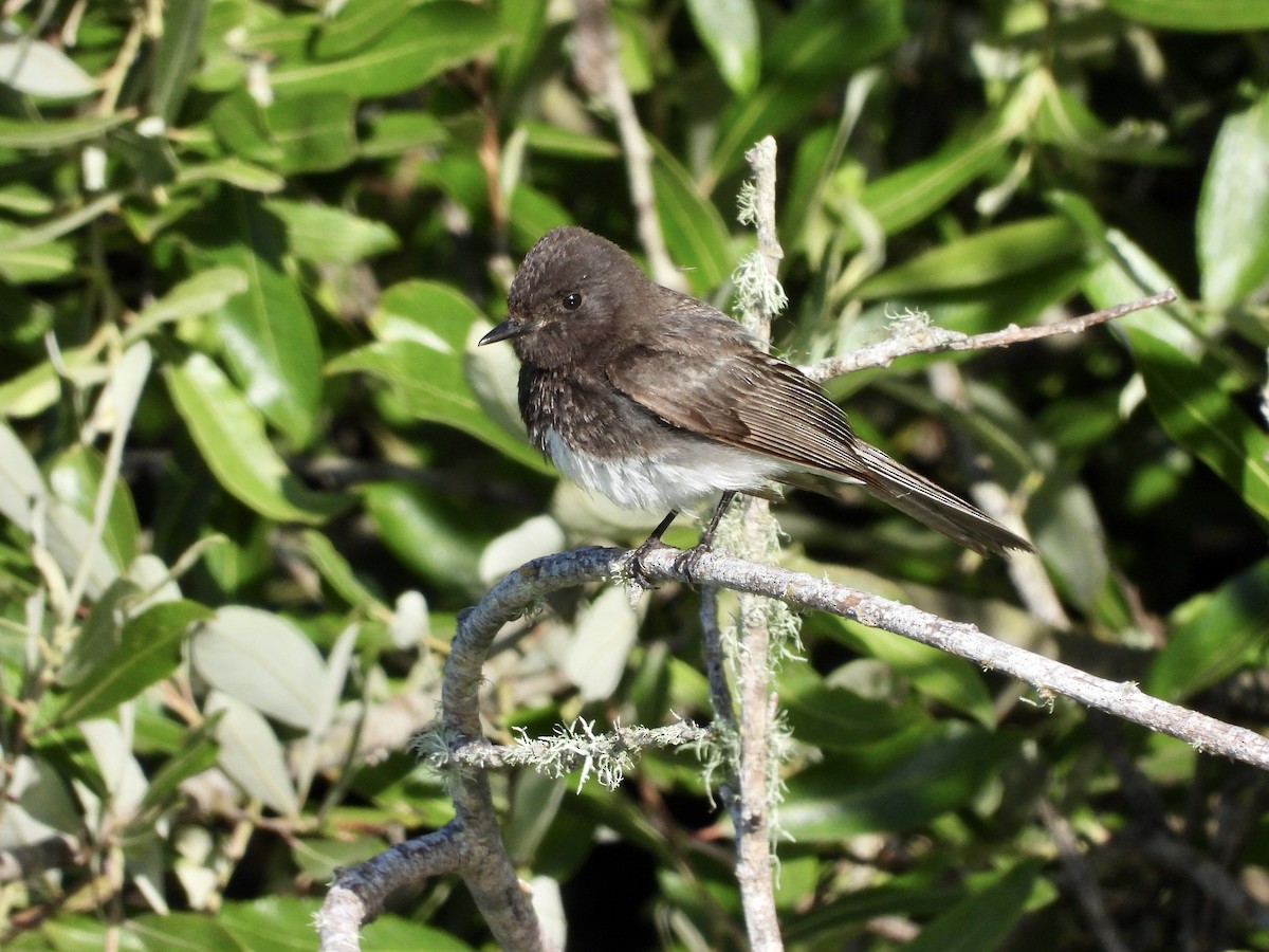 Black Phoebe - ML636564147