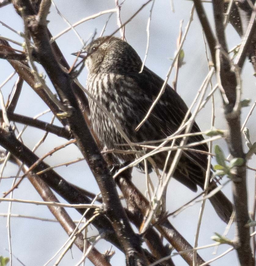 Red-winged Blackbird - ML636564213