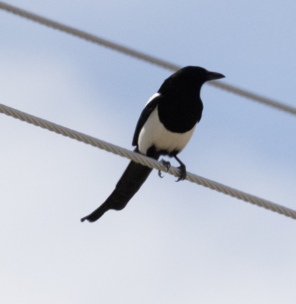 Black-billed Magpie - ML636564231