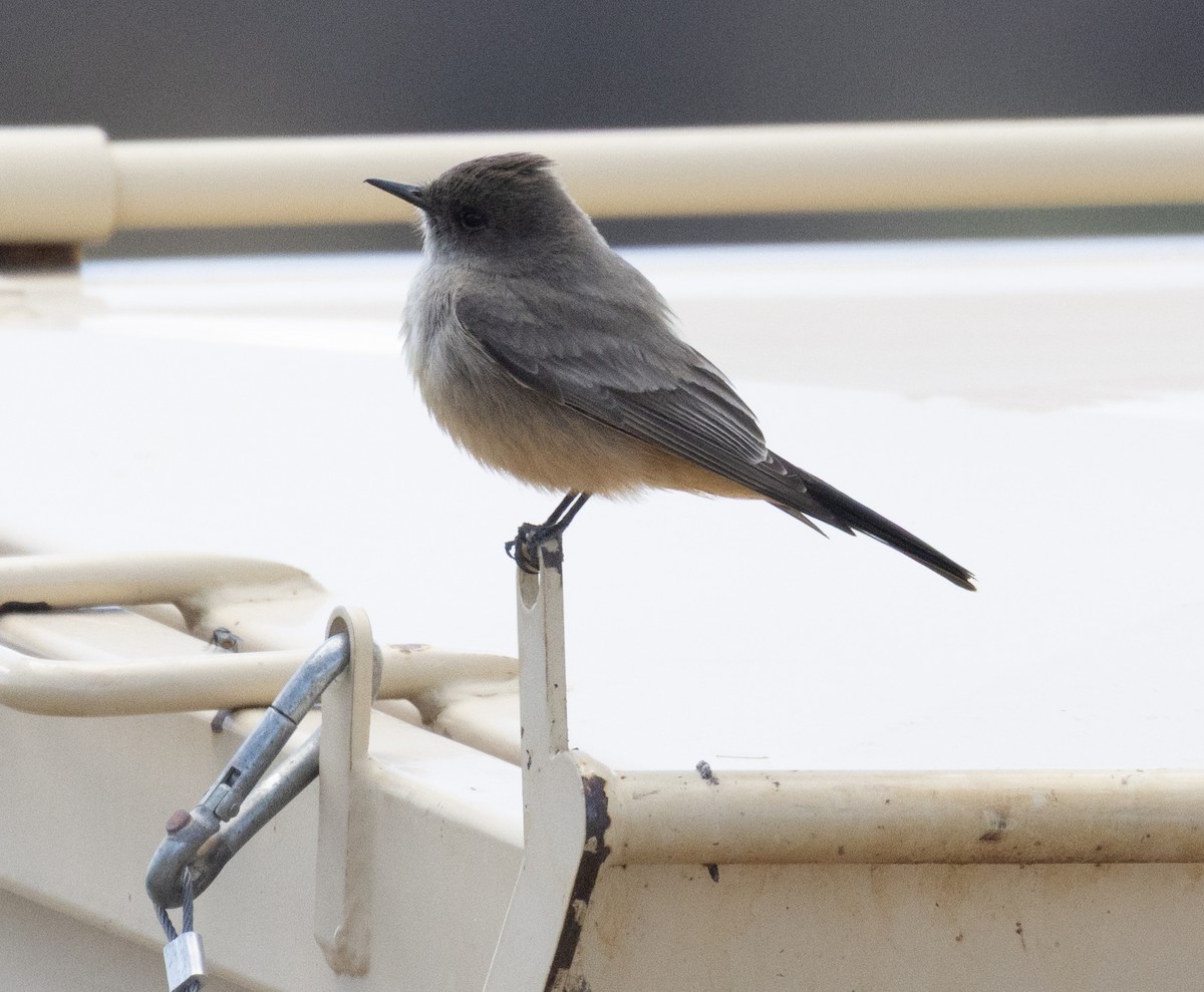 Say's Phoebe - ML636564247