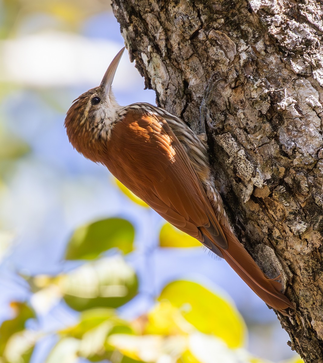 Scaled Woodcreeper (Wagler's) - ML636564302