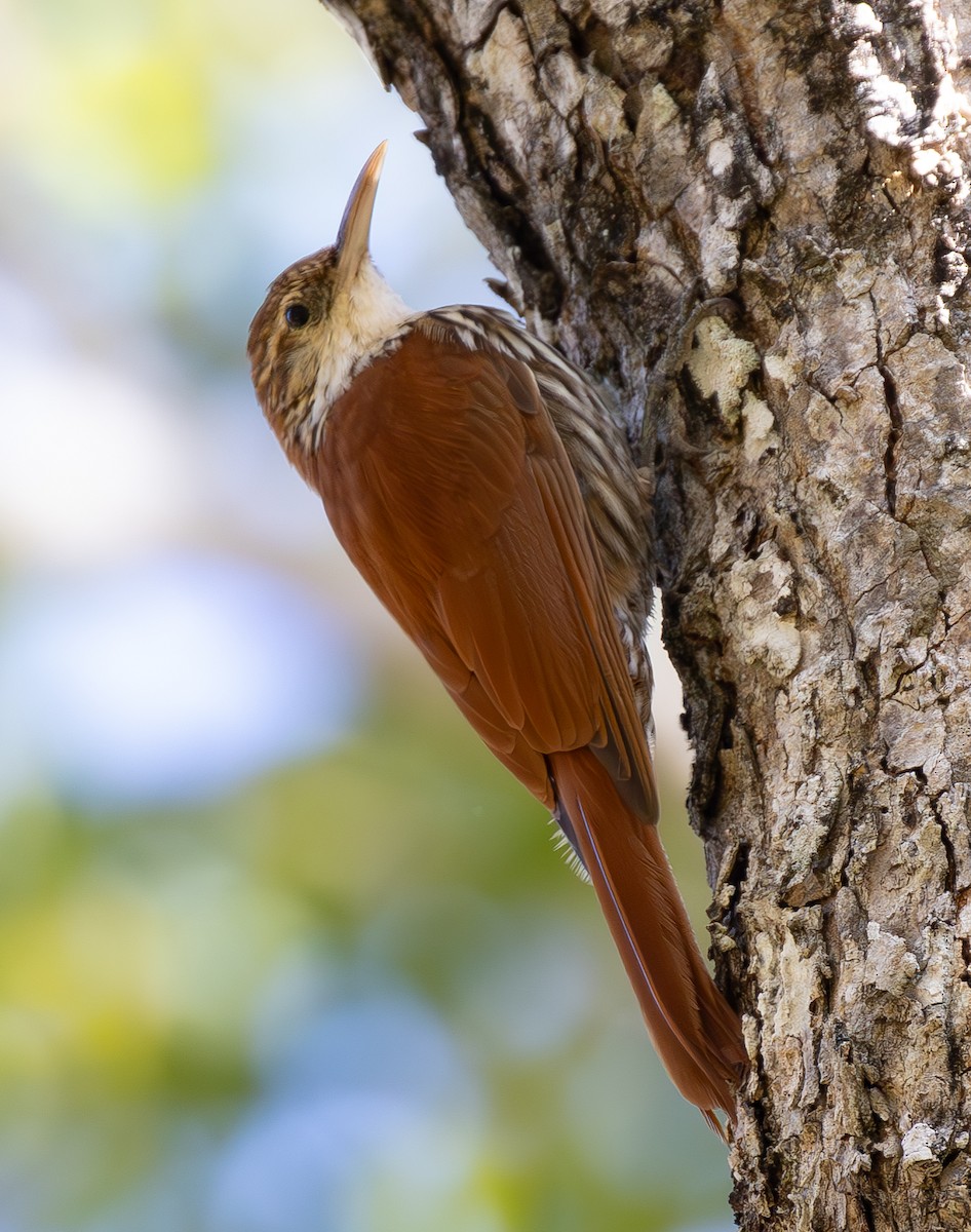 Scaled Woodcreeper (Wagler's) - ML636564303