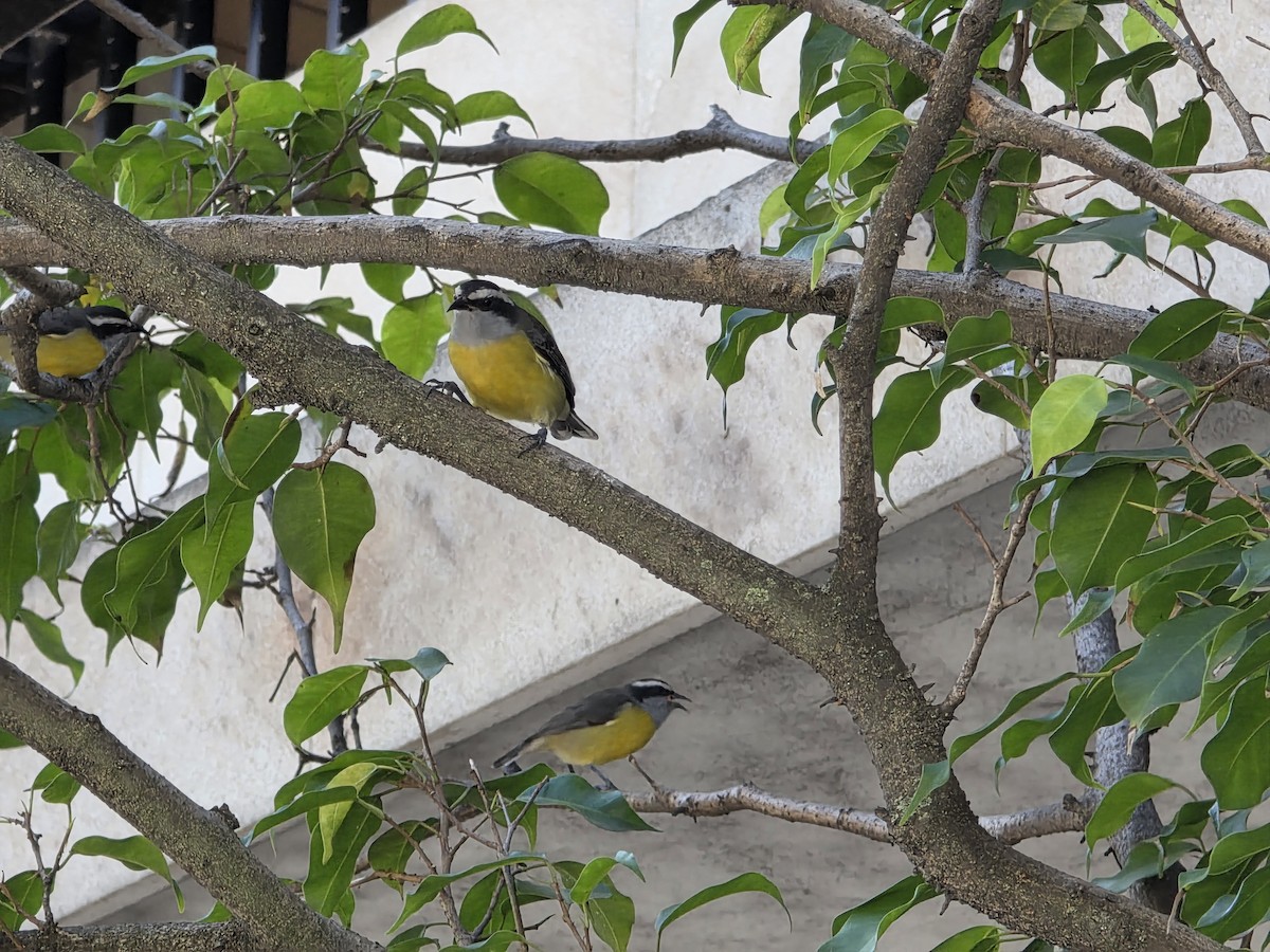 Bananaquit - ML636564308