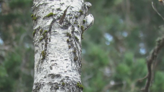 Хөвчийн бялзуумар - ML636564356