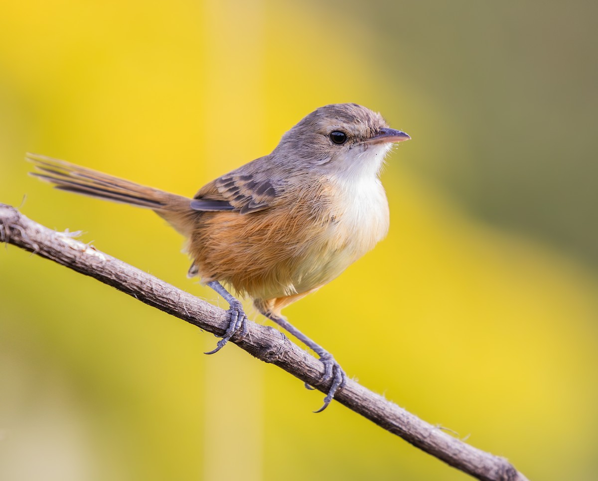 Rufous-sided Scrub-Tyrant - ML636564428